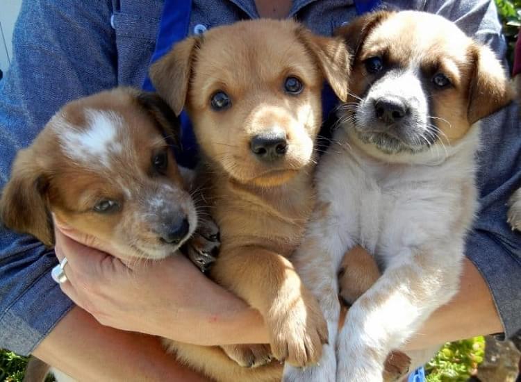 how to care for a puppy from birth